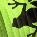 Shadow Frog
