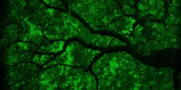 Скриншот TCK96 #1