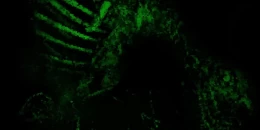 Скриншот TCK96 #2