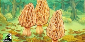 29 ноября на мобильных выйдет цифровая версия популярной настольной игры для двоих Morels