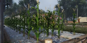 Как получить кукурузу в Once Human и что с ней делать